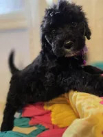 Lexi, a female Aussiedoodle for sale in Raleigh, NC – Photo 2 of 2