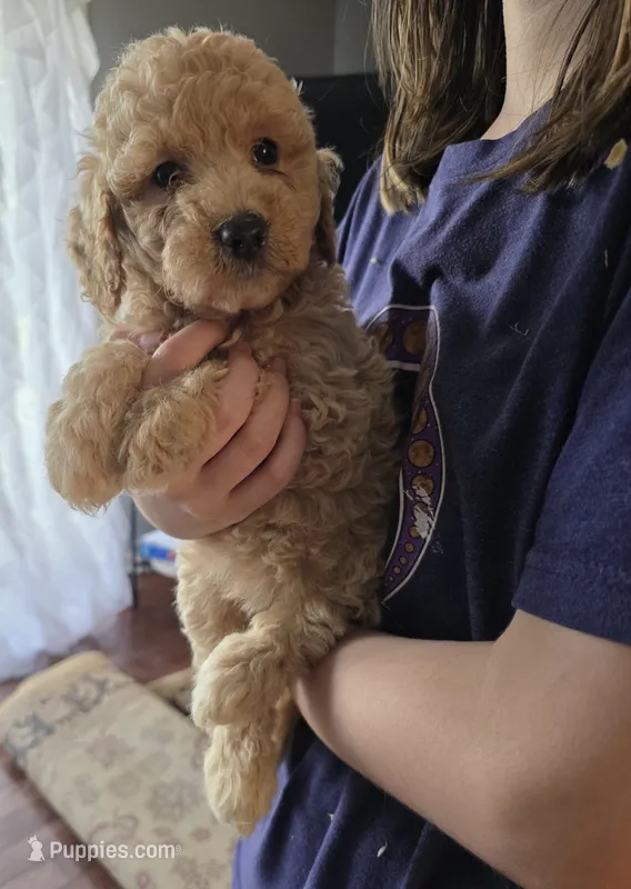 Peony – Poodle - Miniature , Miniature Goldendoodle puppy for sale in Raleigh, NC
