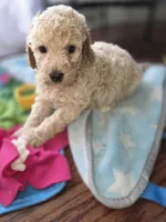 Peony, a female Poodle - Miniature  and Miniature Goldendoodle for sale in Raleigh, NC – 3 of 4