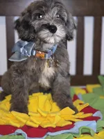 Blue, a male Sheepadoodle and Poodle - Standard  for sale in Raleigh, NC – 5 of 6