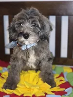 Blue, a male Sheepadoodle and Poodle - Standard  for sale in Raleigh, NC – 6 of 6