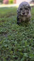 Stella, a female Goldendoodle and Poodle - Miniature  for sale in Raleigh, NC – 7 of 9