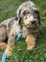 Dash, a male Aussiedoodle and Poodle - Standard  for sale in Raleigh, NC – 4 of 6