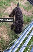 Shadow , a female Aussiedoodle for sale in Raleigh, NC – 1 of 3
