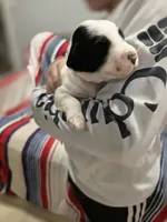 Dot, a female Sheepadoodle and Poodle - Standard  for sale in Raleigh, NC – 5 of 6