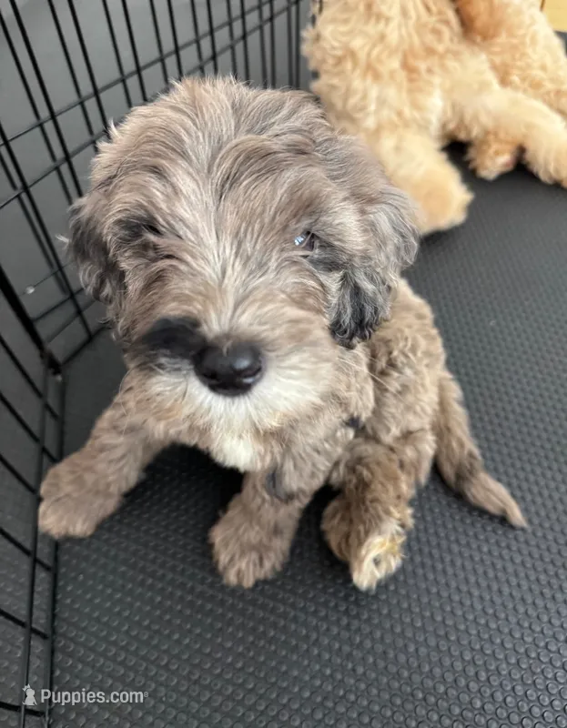 Marble – Sheepadoodle, Poodle - Standard  puppy for sale in Raleigh, NC