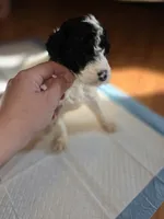 Oreo, a male Sheepadoodle and Poodle - Standard  for sale in Raleigh, NC – 2 of 3