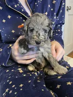 Stella, a female Goldendoodle for sale in Raleigh, NC – 3 of 3