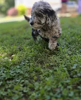Stella, a female Goldendoodle and Poodle - Miniature  for sale in Raleigh, NC – 6 of 9