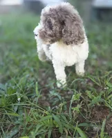 Windsor, a male Sheepadoodle and Poodle - Standard  for sale in Raleigh, NC – 3 of 4