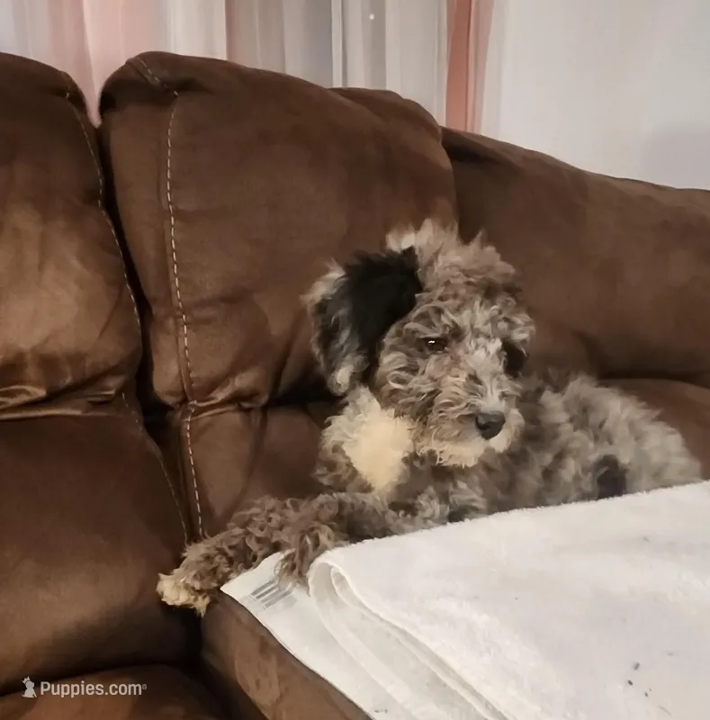 Marley – Aussiedoodle, Poodle - Standard  puppy for sale in Raleigh, NC