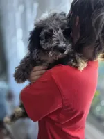 Marley, a female Aussiedoodle and Poodle - Standard  for sale in Raleigh, NC – Photo 2 of 2