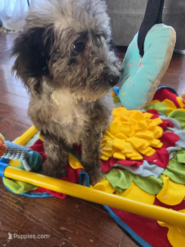 Marley, a female Aussiedoodle and Poodle - Standard  for sale in Raleigh, NC – Photo 1 of 2