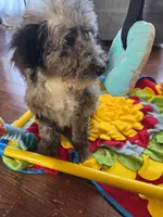 Marley, a female Aussiedoodle and Poodle - Standard  for sale in Raleigh, NC – Photo 1 of 2