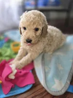 Peony, a female Poodle - Miniature  and Miniature Goldendoodle for sale in Raleigh, NC – 4 of 4