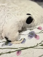 Dot, a female Sheepadoodle and Poodle - Standard  for sale in Raleigh, NC – 6 of 6