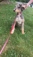 Dash, a male Aussiedoodle for sale in Raleigh, NC – 6 of 6