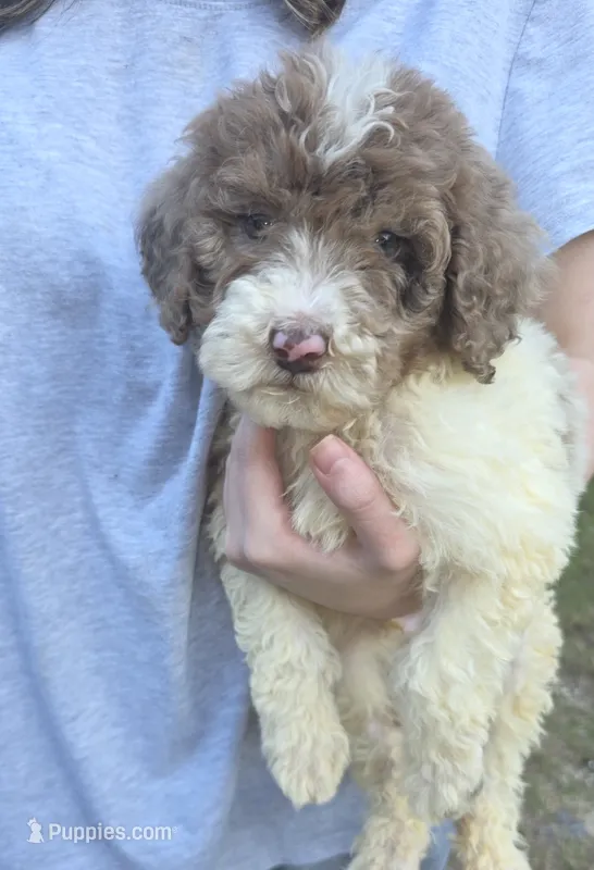 Windsor – Sheepadoodle, Poodle - Standard  puppy for sale in Raleigh, NC