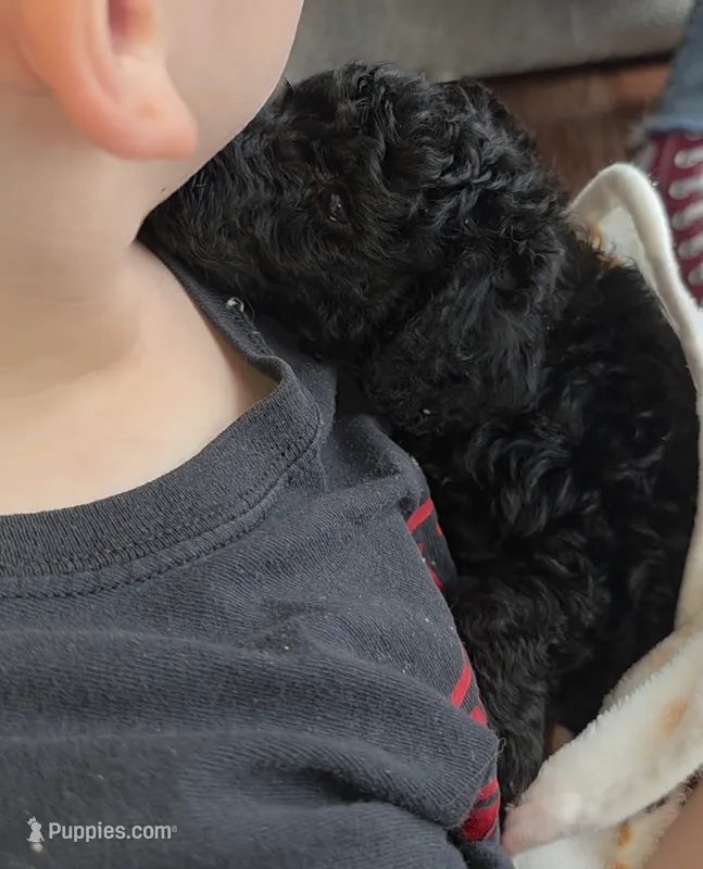 Onix – Poodle - Miniature , Miniature Goldendoodle puppy for sale in Raleigh, NC