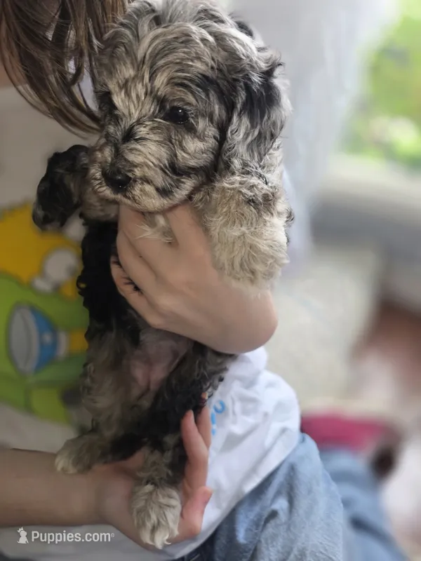 Stella – Goldendoodle puppy for sale in Raleigh, NC