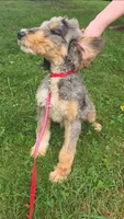 Dash, a male Aussiedoodle for sale in Raleigh, NC – 3 of 6