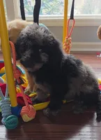 Oreo, a male Aussiedoodle and Poodle - Multi-Colored Standard for sale in Raleigh, NC – Photo 1 of 2