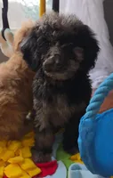 Oreo, a male Aussiedoodle and Poodle - Multi-Colored Standard for sale in Raleigh, NC – Photo 2 of 2