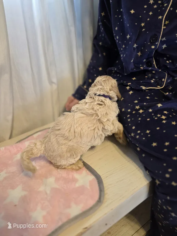 Lexi – Poodle - Miniature , Miniature Goldendoodle puppy for sale in Raleigh, NC