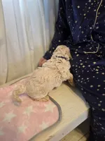 Lexi, a female Poodle - Miniature  and Miniature Goldendoodle for sale in Raleigh, NC – 1 of 4