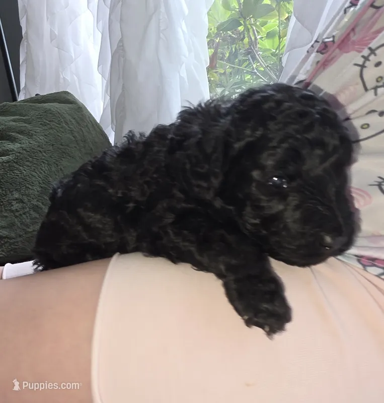 Onix – Poodle - Miniature , Miniature Goldendoodle puppy for sale in Raleigh, NC