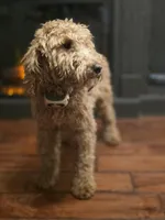 Ellie, a female Poodle - Miniature  and Miniature Goldendoodle for sale in Raleigh, NC – 2 of 4