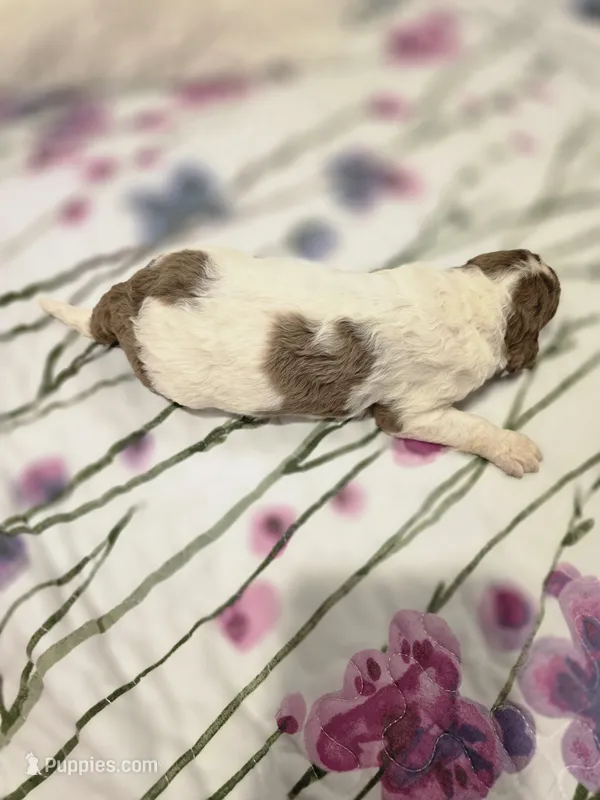 Windsor – Sheepadoodle, Poodle - Standard  puppy for sale in Raleigh, NC