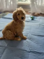 Mia, a female Goldendoodle and Poodle - Miniature  for sale in Raleigh, NC – Photo 1 of 3
