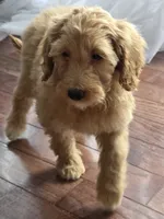 Mia, a female Goldendoodle and Poodle - Miniature  for sale in Raleigh, NC – Photo 2 of 3