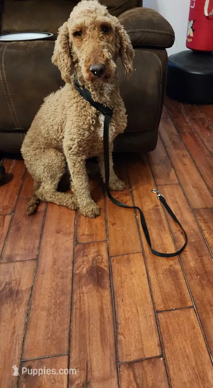 Prince – Poodle - Standard  puppy for sale in Raleigh, NC