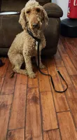Prince, a male Poodle - Standard  for sale in Raleigh, NC – 1 of 3