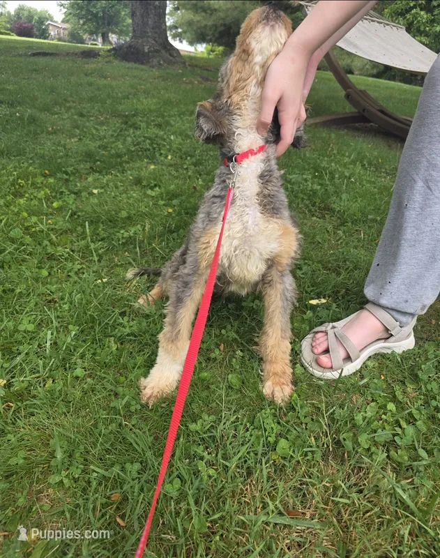 Dash – Aussiedoodle puppy for sale in Raleigh, NC