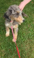 Dash, a male Aussiedoodle for sale in Raleigh, NC – 4 of 6