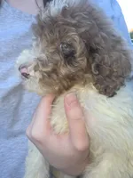 Windsor, a male Sheepadoodle and Poodle - Standard  for sale in Raleigh, NC – 2 of 4