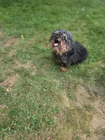 Charlie, a male Poodle - Toy  for sale in Raleigh, NC – 2 of 2