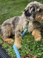 Dash, a male Aussiedoodle and Poodle - Standard  for sale in Raleigh, NC – 6 of 6