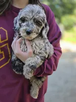 Stella, a female Goldendoodle and Poodle - Miniature  for sale in Raleigh, NC – 9 of 9