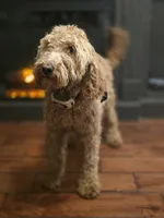 Ellie, a female Poodle - Miniature  and Miniature Goldendoodle for sale in Raleigh, NC – 4 of 4
