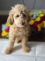 Lulu, a female Goldendoodle and Poodle - Miniature  for sale in Raleigh, NC – Photo 1 of 3