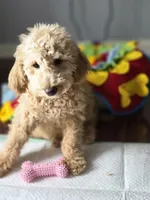 Lulu, a female Goldendoodle and Poodle - Miniature  for sale in Raleigh, NC – Photo 2 of 3