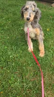 Dash, a male Aussiedoodle for sale in Raleigh, NC – 5 of 6