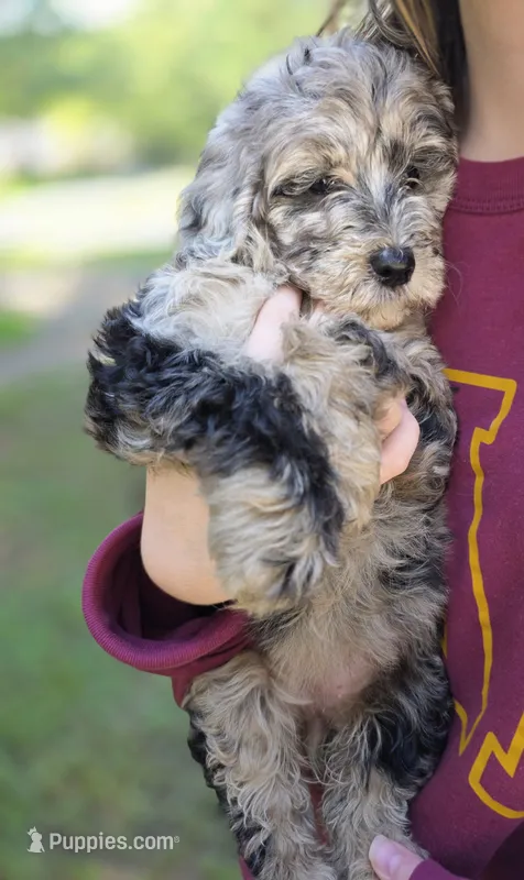 Stella – Goldendoodle, Poodle - Miniature  puppy for sale in Raleigh, NC