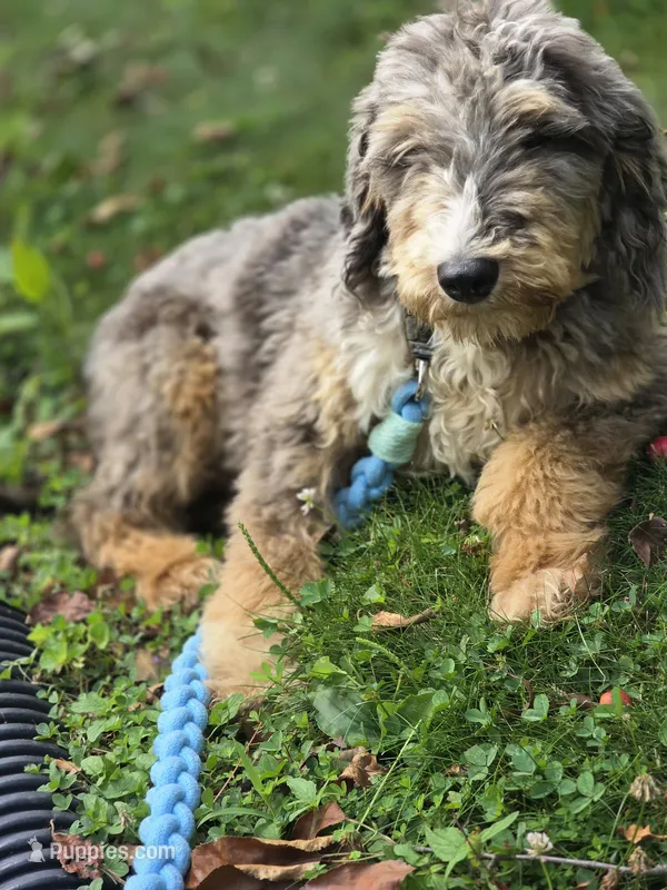 Dash – Aussiedoodle, Poodle - Standard  puppy for sale in Raleigh, NC