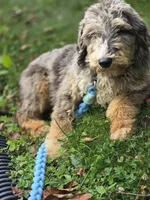 Dash, a male Aussiedoodle and Poodle - Standard  for sale in Raleigh, NC – 1 of 6