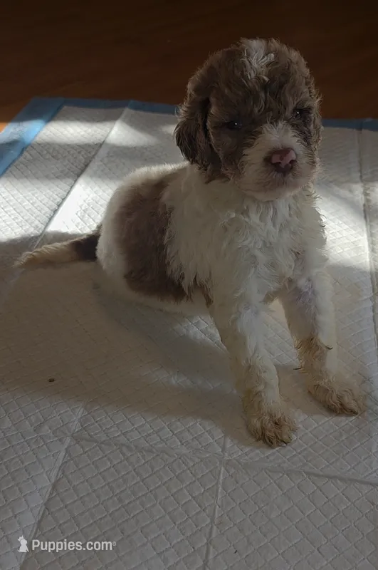 Windsor – Sheepadoodle, Poodle - Standard  puppy for sale in Raleigh, NC